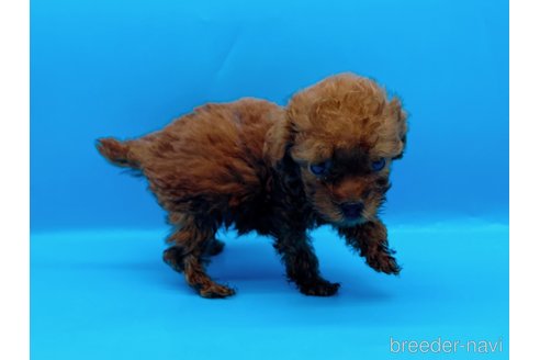 成約済の東京都のタイニープードル-294652の6枚目