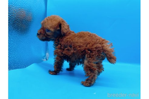 成約済の東京都のタイニープードル-294652の7枚目