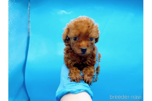 成約済の東京都のタイニープードル-294652の9枚目