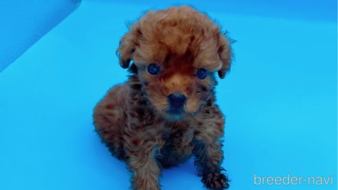 成約済の東京都のタイニープードル-294652の5枚目