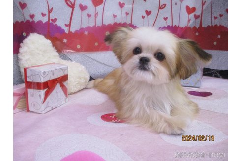 成約済の鳥取県のミックス犬-273097の2枚目