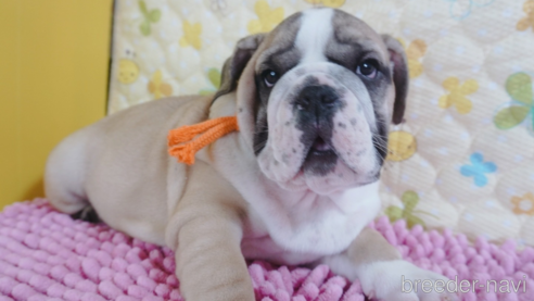 成約済の愛媛県のブルドッグ-294703の1枚目