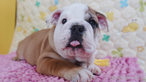 成約済の愛媛県のブルドッグ-294708の1枚目