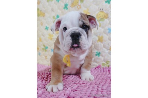 成約済の愛媛県のブルドッグ-294708の3枚目