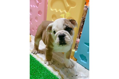 成約済の愛媛県のブルドッグ-294708の2枚目