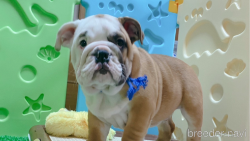 成約済の愛媛県のブルドッグ-294712の1枚目