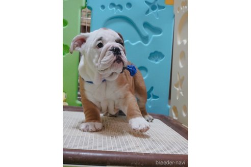 成約済の愛媛県のブルドッグ-294712の3枚目