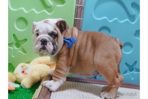 成約済の愛媛県のブルドッグ-294712の2枚目