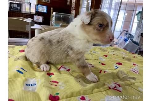 成約済の長野県のボーダーコリー-292883の3枚目