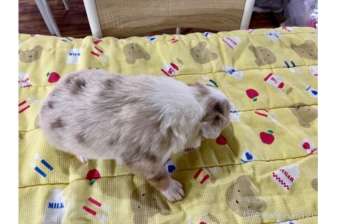 成約済の長野県のボーダーコリー-292883の7枚目