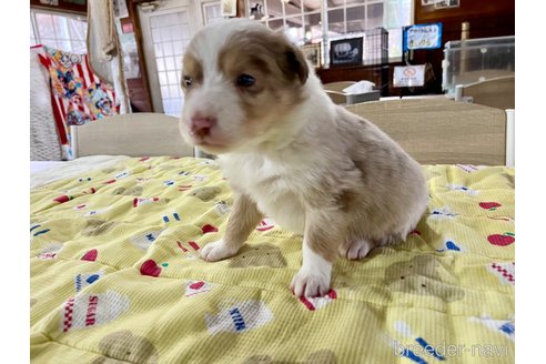 成約済の長野県のボーダーコリー-292883の9枚目