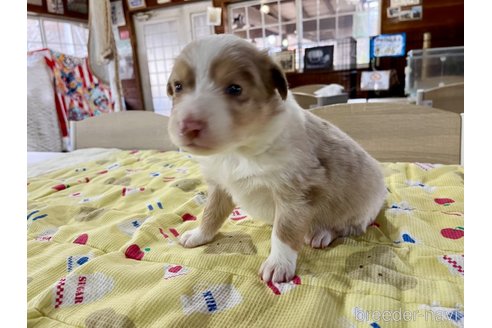 成約済の長野県のボーダーコリー-292883の11枚目