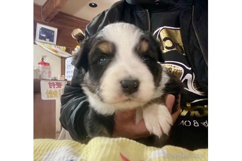 成約済の長野県のボーダーコリー-292878の3枚目