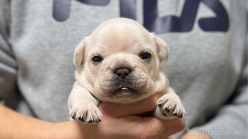 成約済の愛知県のフレンチブルドッグ-293880の1枚目