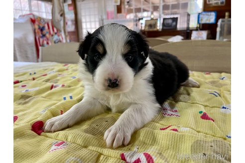 成約済の長野県のボーダーコリー-292876の14枚目