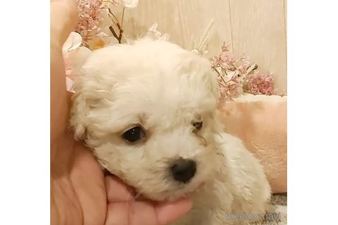成約済の愛知県のビションフリーゼ-294780の4枚目