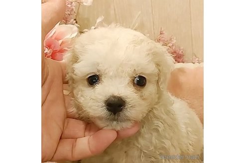 成約済の愛知県のビションフリーゼ-294780の3枚目
