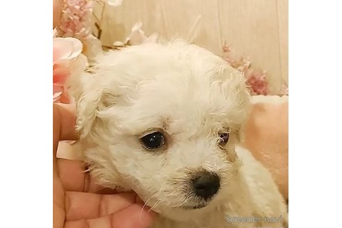 成約済の愛知県のビションフリーゼ-294780の2枚目