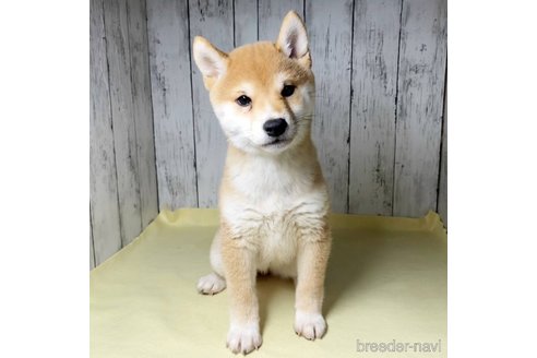 成約済の茨城県の豆柴-285195の15枚目