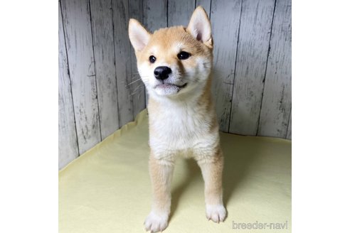 成約済の茨城県の豆柴-285195の14枚目
