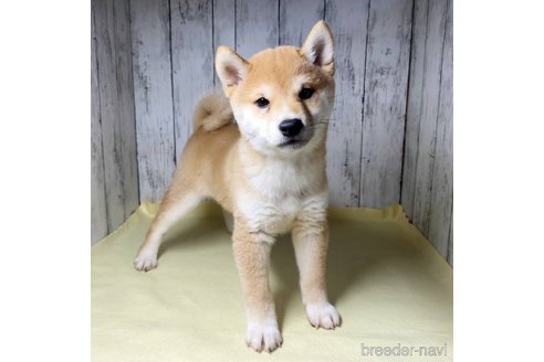 成約済の茨城県の豆柴-285195の12枚目