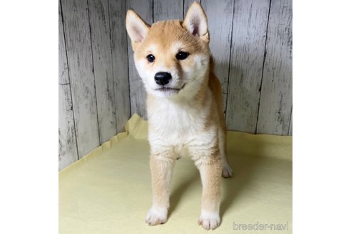成約済の茨城県の豆柴-285195の11枚目