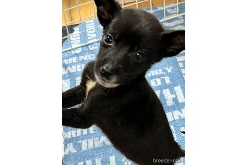 販売中の福岡県のミックス犬-294803