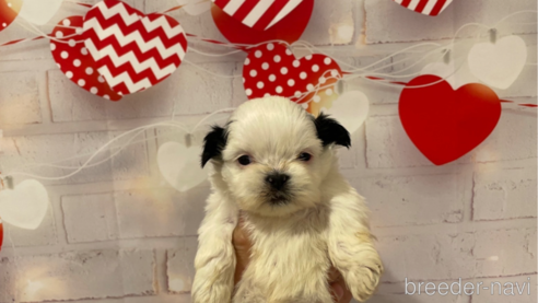 成約済の北海道のシーズー-294823の1枚目