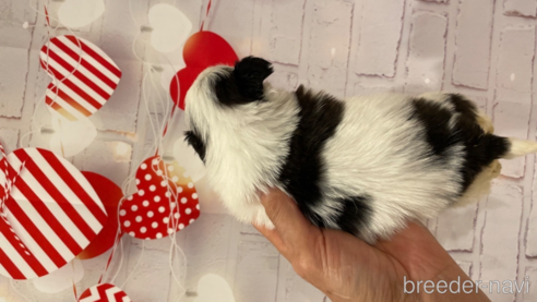 成約済の北海道のシーズー-294823の2枚目