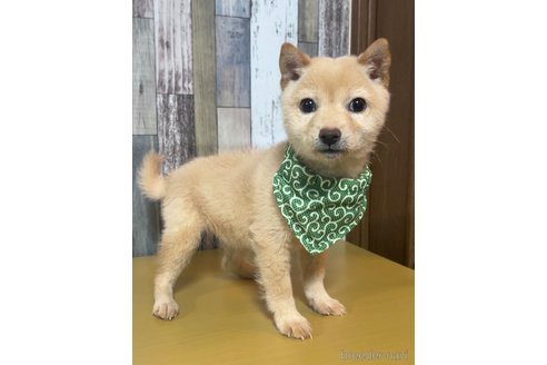 成約済の茨城県の豆柴-287757