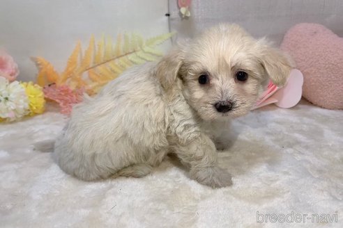成約済の東京都のミックス犬-294835の14枚目