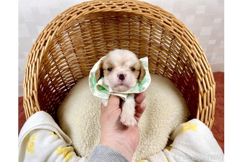 成約済の埼玉県のその他の犬種-293457の1枚目