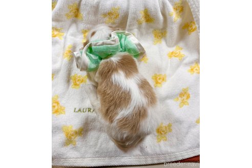 成約済の埼玉県のその他の犬種-293457の4枚目
