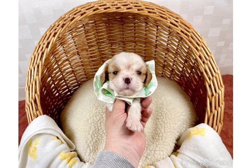 成約済の埼玉県のその他の犬種-293457の2枚目