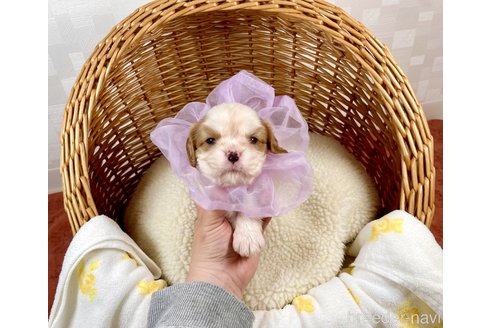 成約済の埼玉県のその他の犬種-293456の1枚目