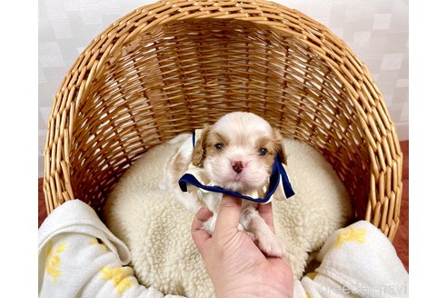 成約済の埼玉県のその他の犬種-293454の1枚目