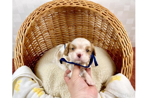 成約済の埼玉県のその他の犬種-293454の2枚目