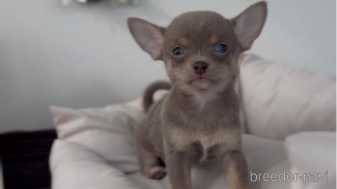 成約済の福岡県のチワワ(スムースコート)-291293の4枚目