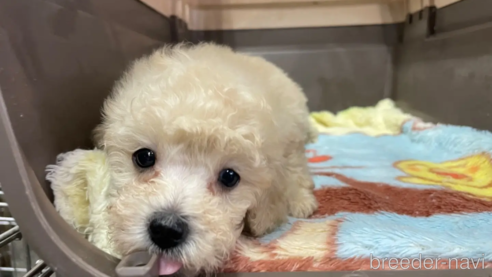 成約済の愛媛県のタイニープードル-288307の3枚目