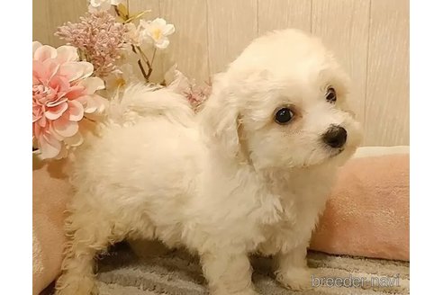 成約済の愛知県のビションフリーゼ-291860の4枚目