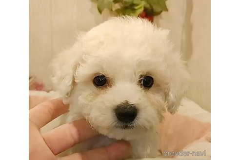 成約済の愛知県のビションフリーゼ-291860の3枚目