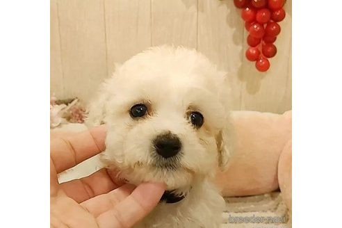 成約済の愛知県のビションフリーゼ-291860の2枚目