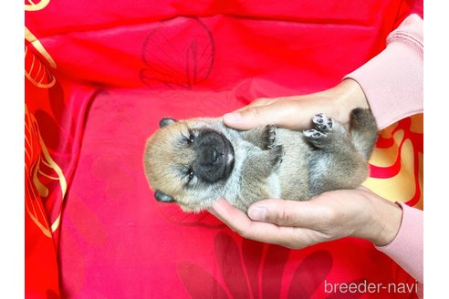 成約済の奈良県の豆柴-294993の3枚目