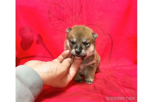 成約済の奈良県の豆柴-294996の7枚目