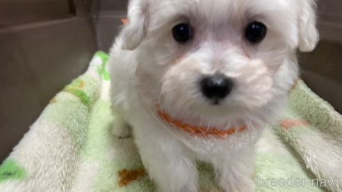 成約済の愛媛県のマルプー:マルチーズ×トイプードル-295005の1枚目