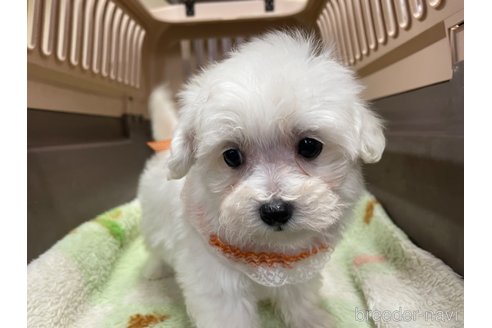 成約済の愛媛県のマルプー:マルチーズ×トイプードル-295005の3枚目