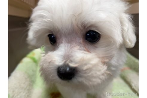 成約済の愛媛県のマルプー:マルチーズ×トイプードル-295005の5枚目