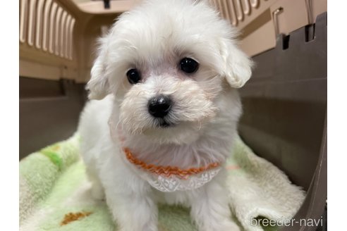 成約済の愛媛県のマルプー:マルチーズ×トイプードル-295005の4枚目