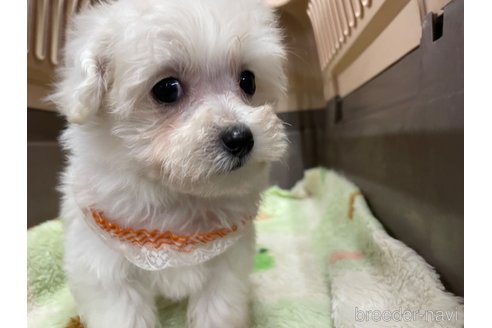 成約済の愛媛県のマルプー:マルチーズ×トイプードル-295005の2枚目