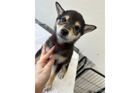 成約済の千葉県の柴犬-279531の8枚目